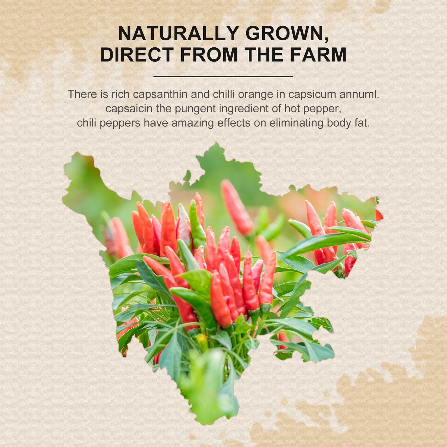 52USA Dried Chilli Peppers, Whole Dried Chilies 4 oz, Mild Spicy Chili Peppers, 100% Natural & Premium Sichuan Red Dry Chilis, Red Chili Peppers, Dry Sichuan Chile Peppers Great for Mexican Recipes